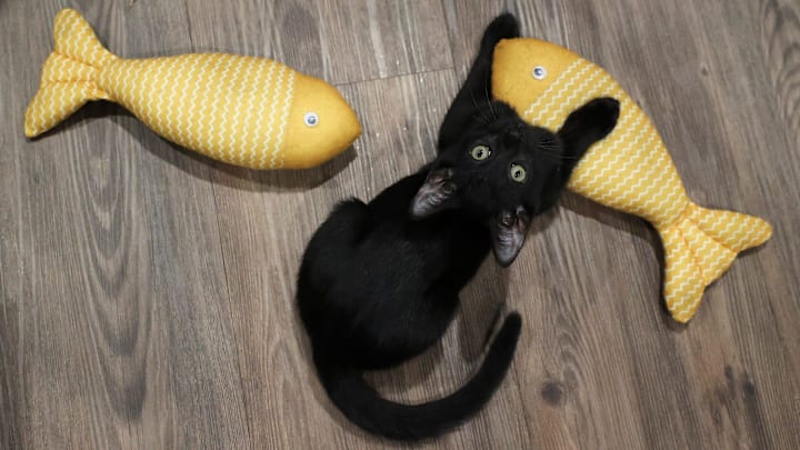 Visitors play with adoptable kittens, have a bite from the menu or order coffee at Kitty Cup Cat Cafe on Thursday, June 13, 2024, at 1461 S.W. Gatlin Blvd. in Port St. Lucie. The city's first cat cafe opened at the beginning of June. Owner Melony Zaravelis said 15 kittens were adopted in the first eight days of opening. The cafe partners with the Humane Society of the Treasure Coast and the Humane Society of Saint Lucie County.