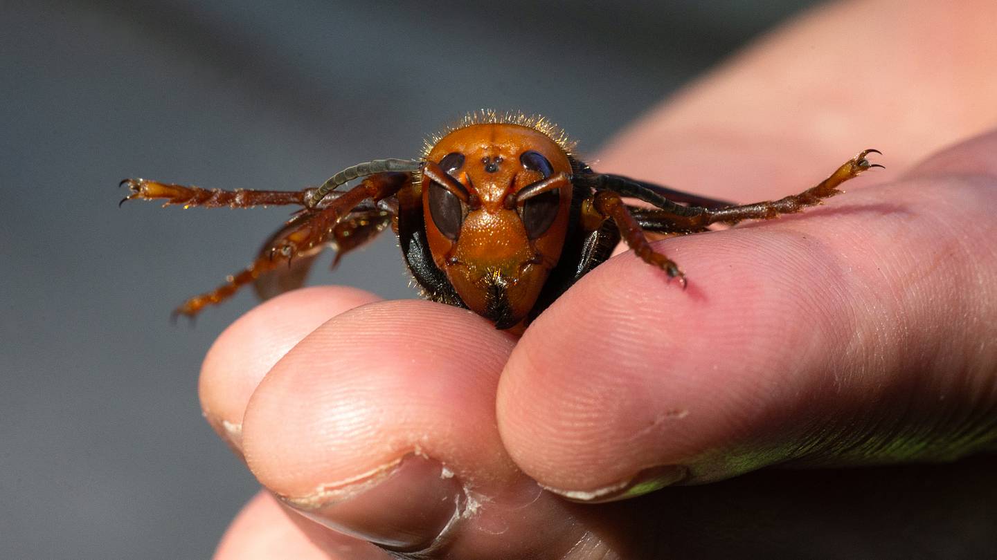 Pheromone Traps Could Eradicate Murder Hornets With the Lure of Sex