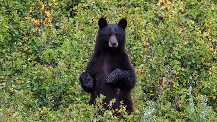 Not Bigfoot.