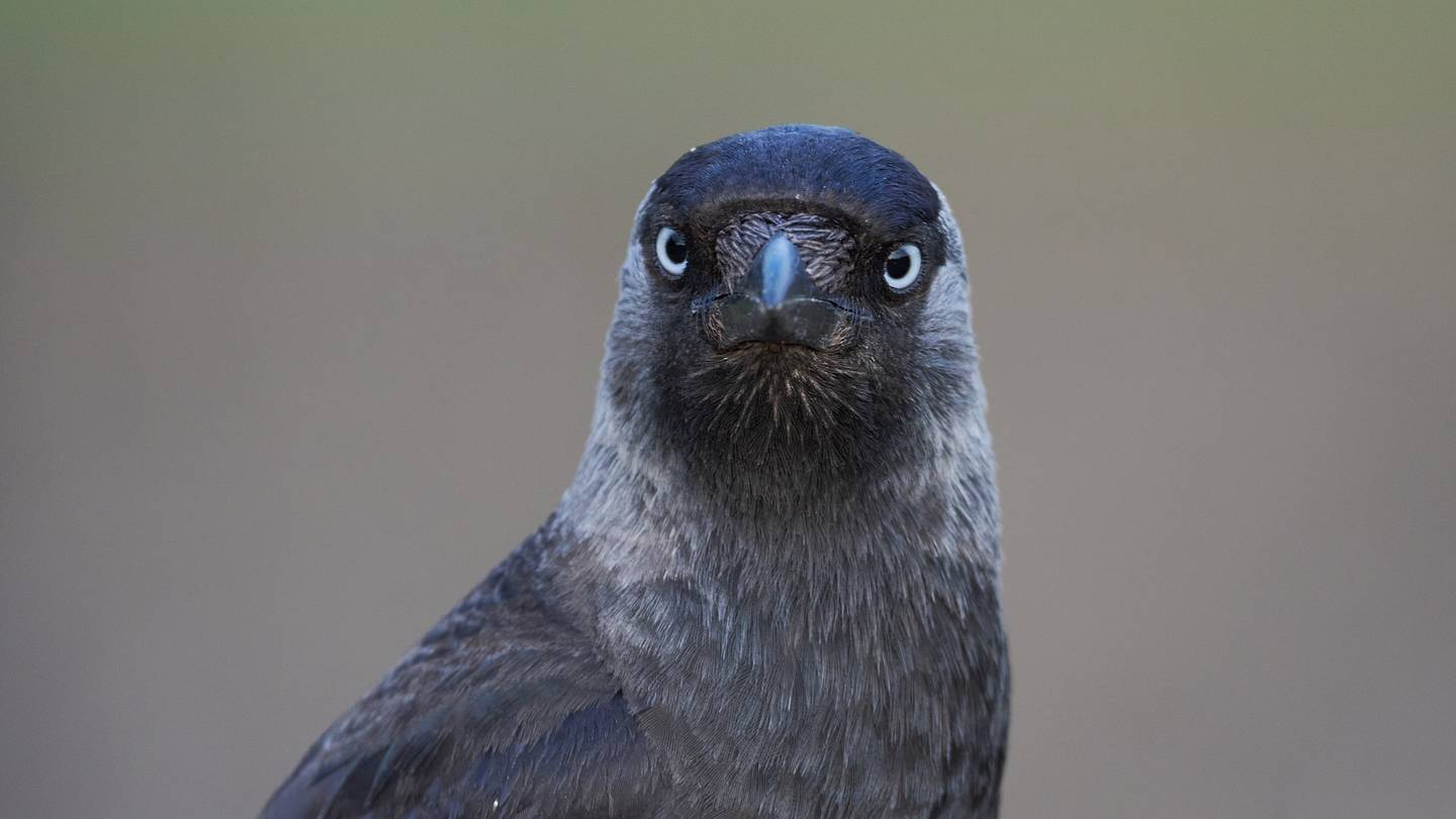 'Demonic': Derek the Jackdaw Is Currently Menacing Children in South Yorkshire
