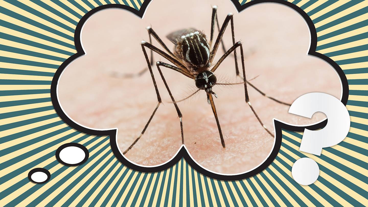 Why Do Mosquito Bites Itch So Much?
