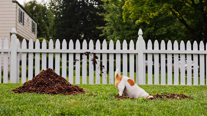 Dogs are impressive excavators. 