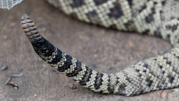 A safety warning was issued to fans who attended Thursday's high school football game in Riviera, Texas between host Kaufer and John Paul II, alerting them that an unusual number of rattlesnakes had been spotted near spectator areas in the football stadium. A safety warning was issued to fans who attended Thursday's high school football game in Riviera, Texas between host Kaufer and John Paul II, alerting them that an unusual number of rattlesnakes had been spotted near spectator areas in the football stadium.