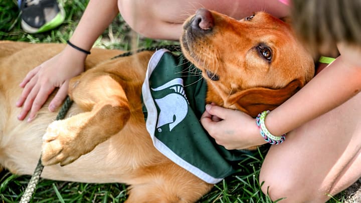 Zeke the Wonderdog gets some love from guests at Michigan State University's Green and White Days on Friday, July 26, 2024, on campus in East Lansing. Zeke the Wonderdog gets some love from guests at Michigan State University's Green and White Days on Friday, July 26, 2024, on campus in East Lansing.