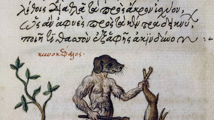Image of a werewolf from a "treatise on lycanthropes" Image of a werewolf from a "treatise on lycanthropes"