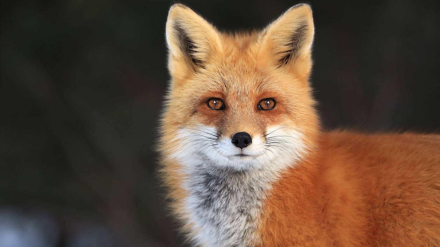 25 Fascinating Facts About Foxes