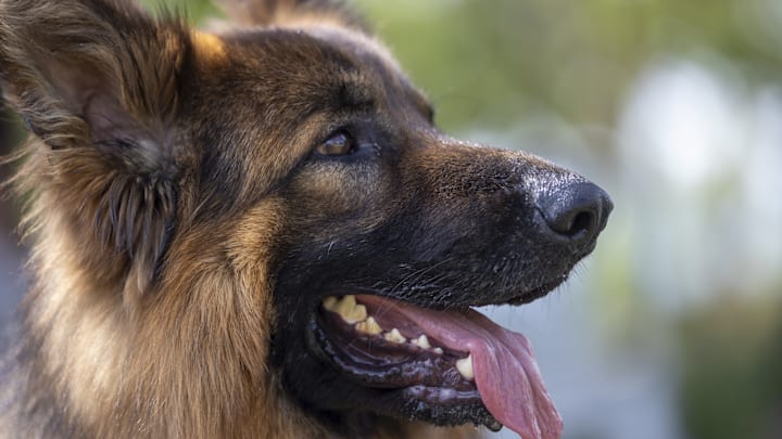 Antalya hosts a competition for the best canines of various breeds.
