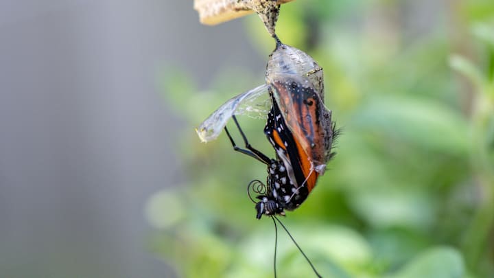 Monarch butterfly hatching Monarch butterfly hatching
