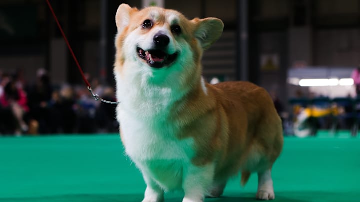 Crufts 2023 - Day Two