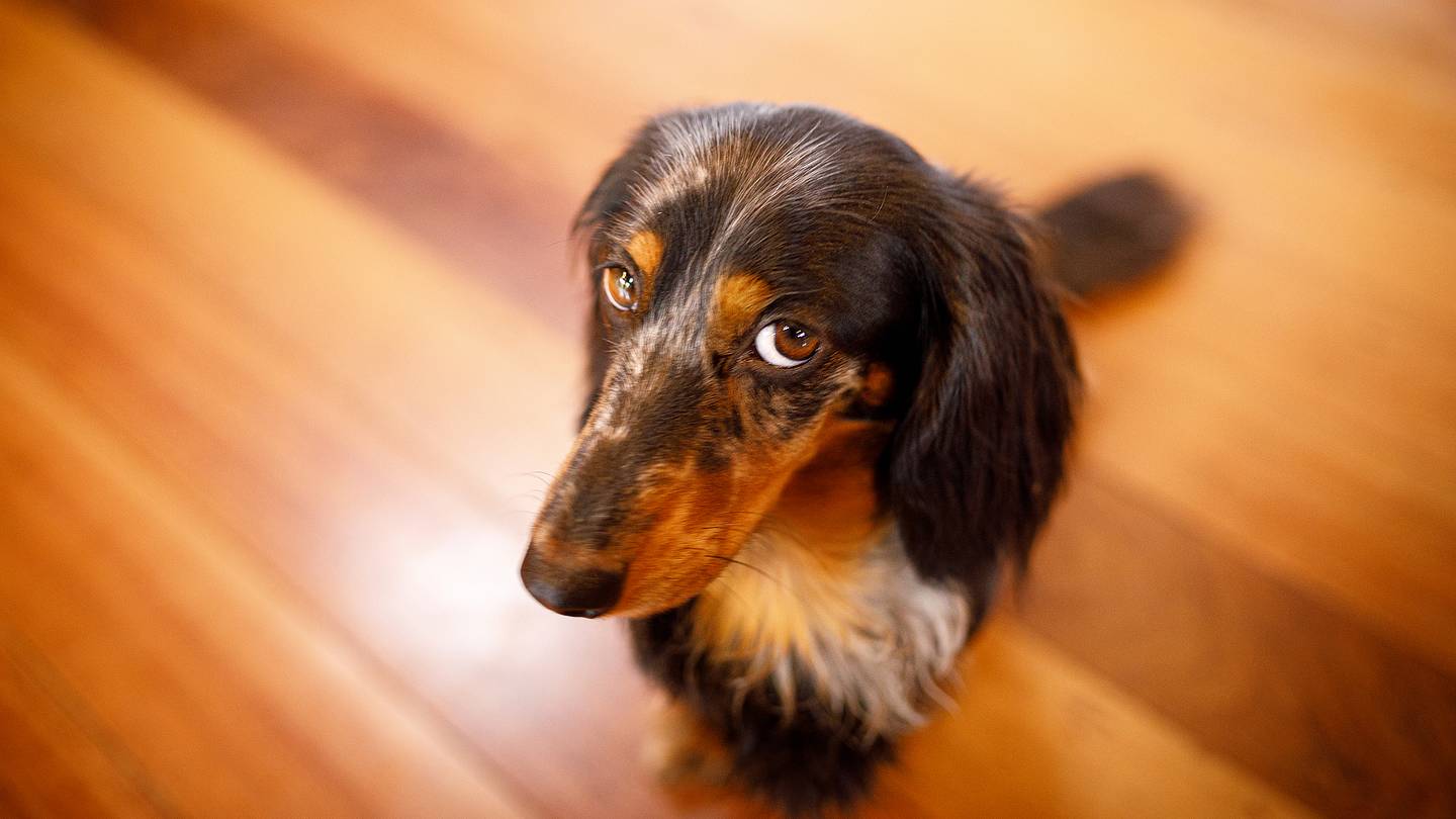 Scientists Want to Study Your Pet's Poop