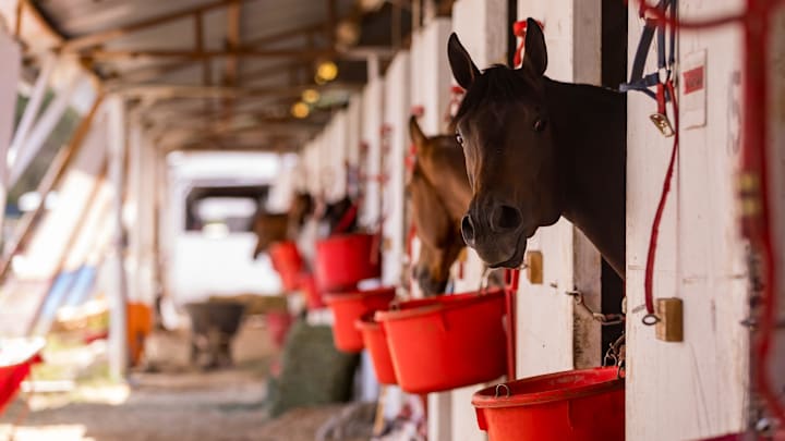 Horses are prepared for relocation from mud-filled stables at Ruidoso Downs Racetrack on July 9, 2025, after historic flooding the day before in Ruidoso, New Mexico