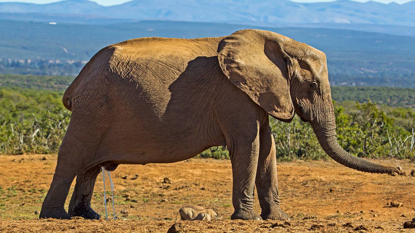 Do Larger Animals Take Longer to Pee?