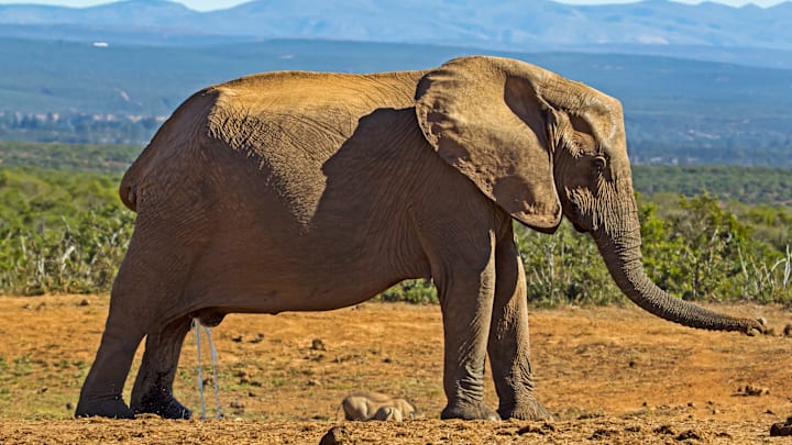 A female elephant goes with the flow in South Africa's Addo Elephant National Park.