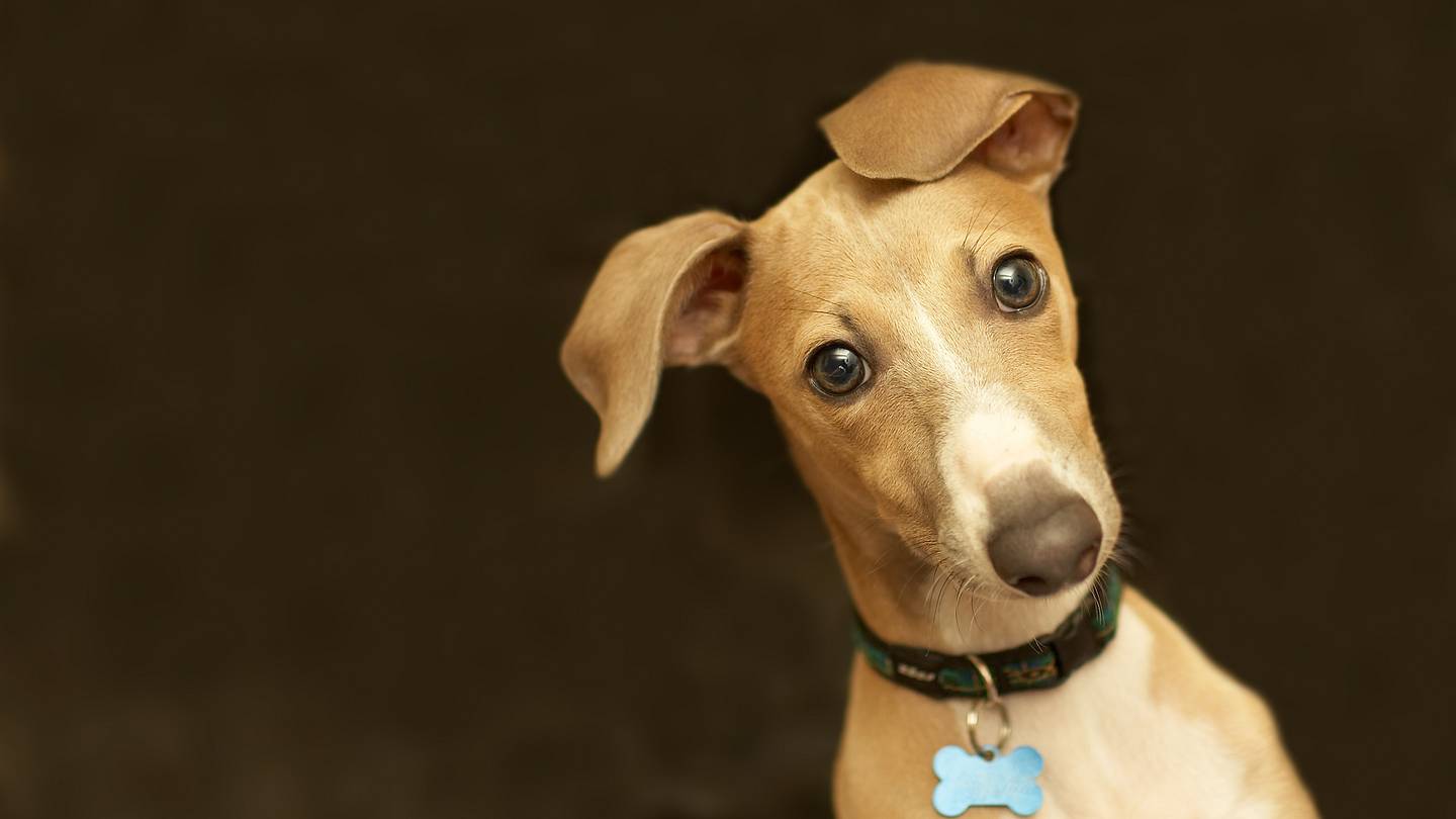 Hey, Buddy: Americaâs 25 Most Popular Dog Names