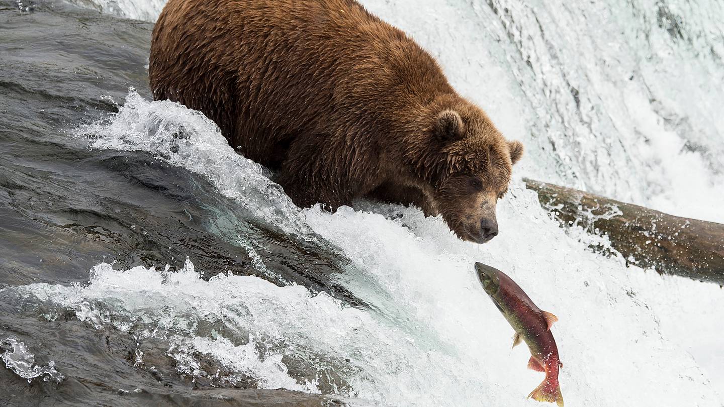 Katmai National Parkâs Brown Bears Are Busy Bulking Up for Fat Bear WeekâAnd You Can Livestream Their Progress