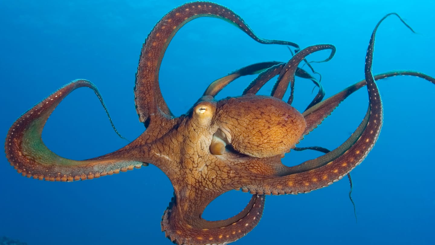 Watch an Octopus Boss Around Fish to Track Down Prey