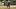Goat tying at CNFR. Goat tying at CNFR.