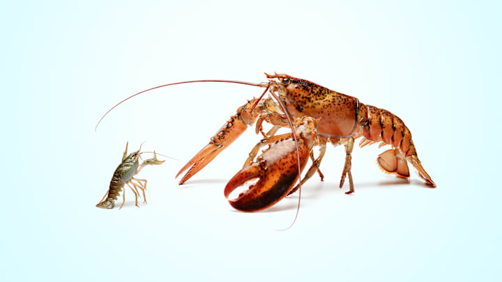 A crayfish and a lobster facing off
