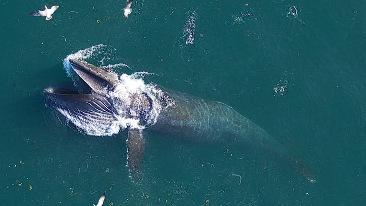 A humpback whale feeds off the coast of California.