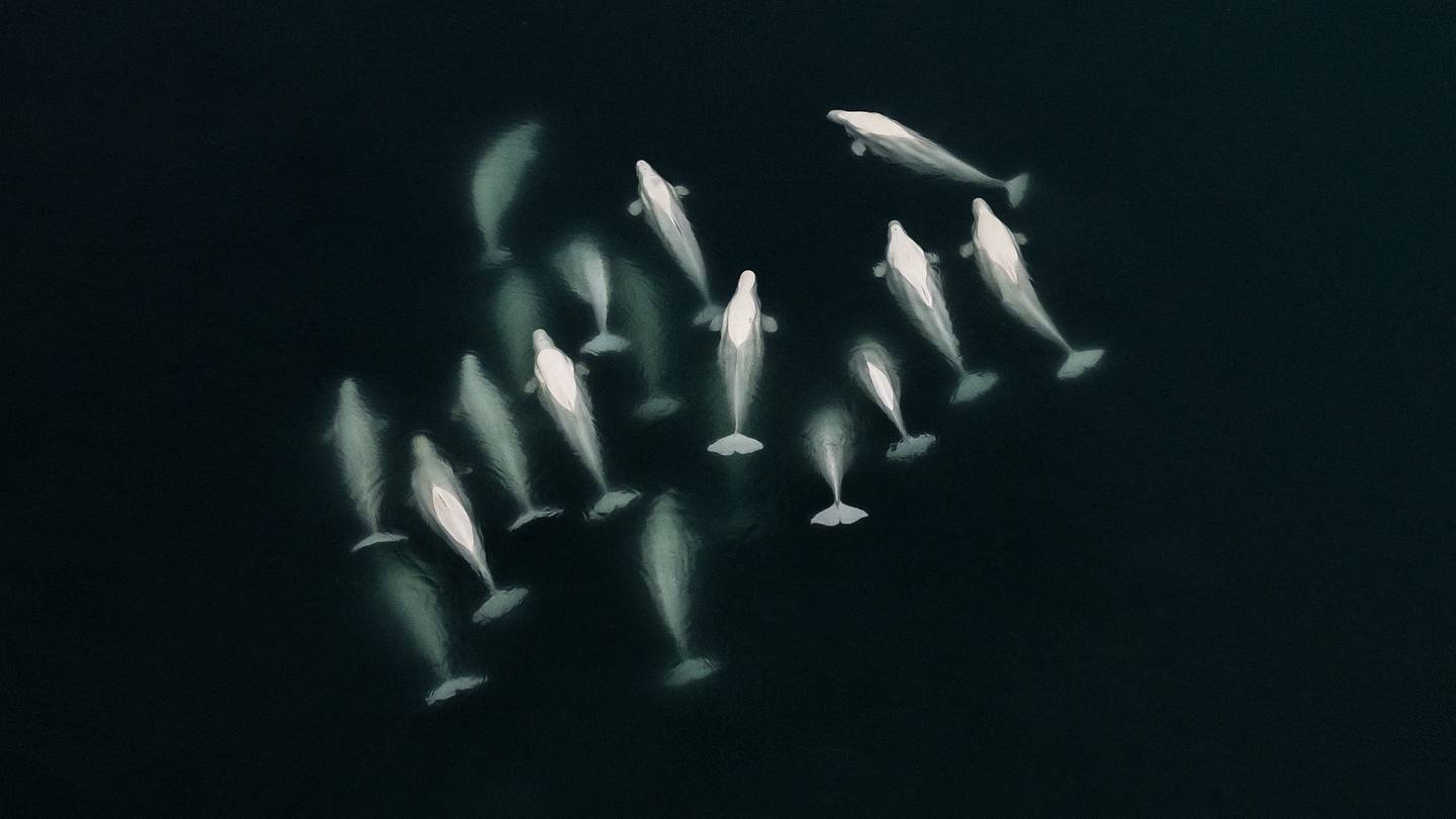 Beluga Livestream Captures the Whales' Epic Summer Migration