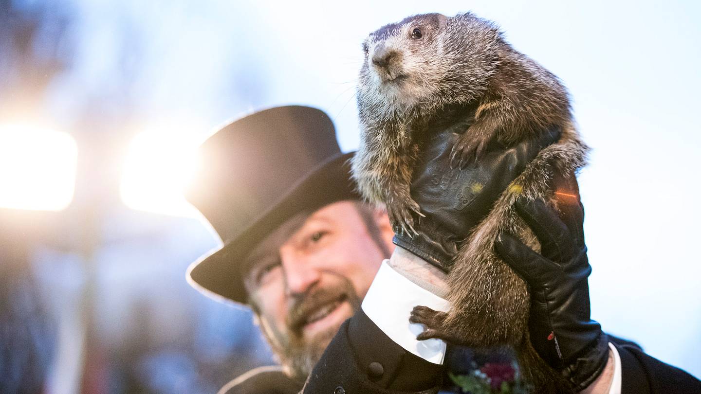 11 Punxsutawney Phil Facts for Groundhog Day