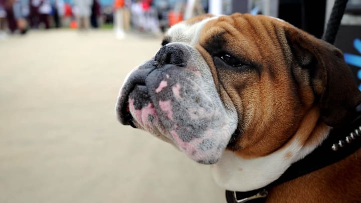 Mississippi State Bulldogs mascot Bully before the start of the game against the Louisville Cardinals in the 2017 TaxSlayer Bowl at EverBank Field.