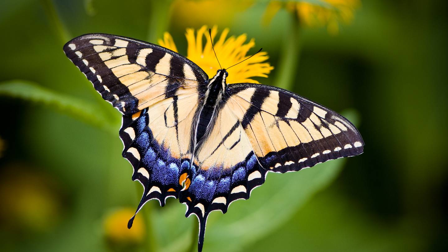 10 Surprising Facts About Butterflies