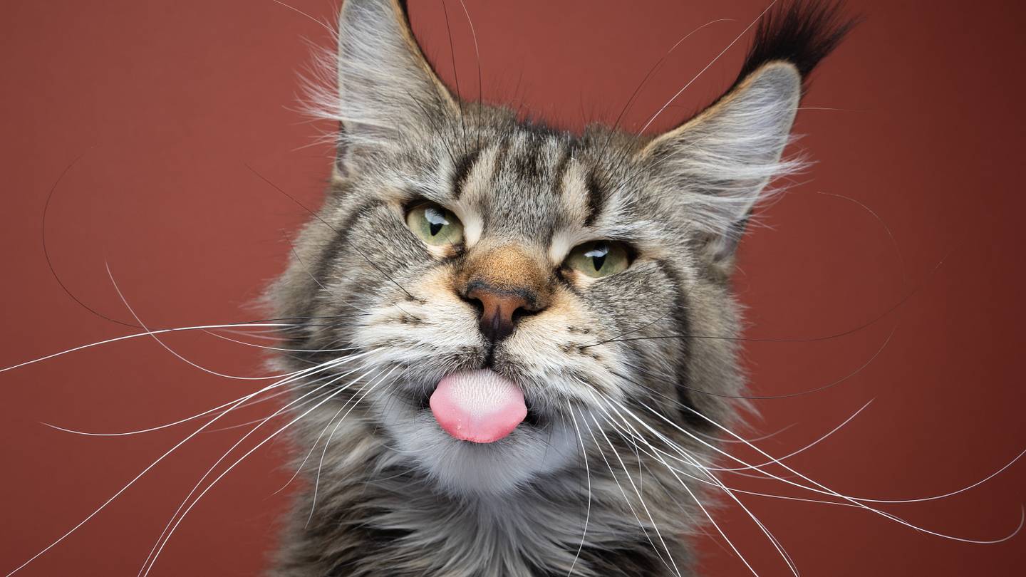 12 Facts About Maine Coons