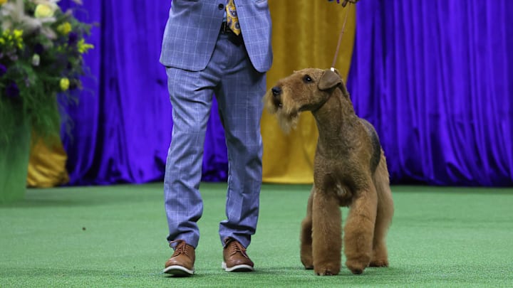 Airedale Terrier at the Annual Westminster Kennel Club Dog Show 