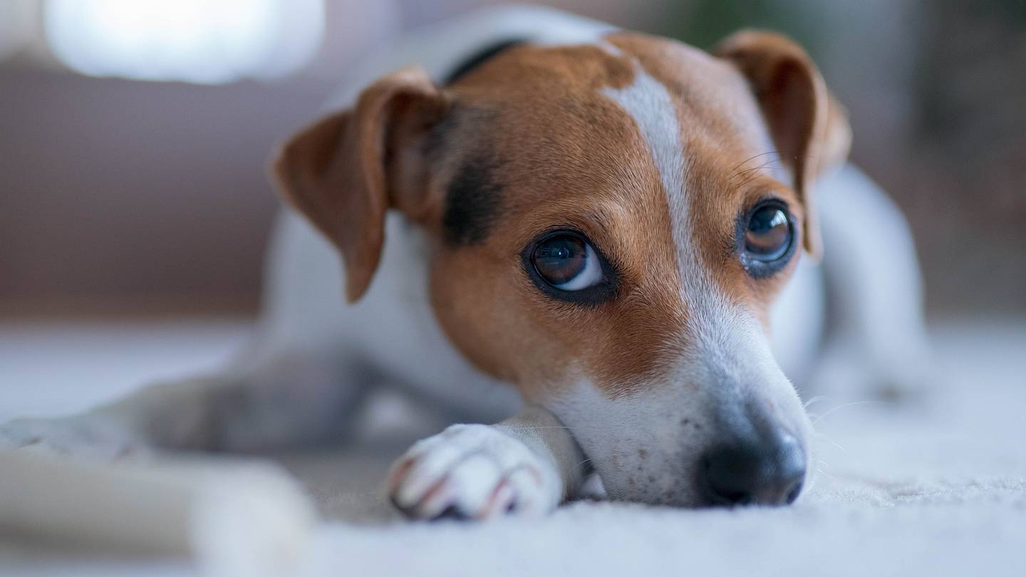 Why Do Most Dogs Have Brown Eyes?