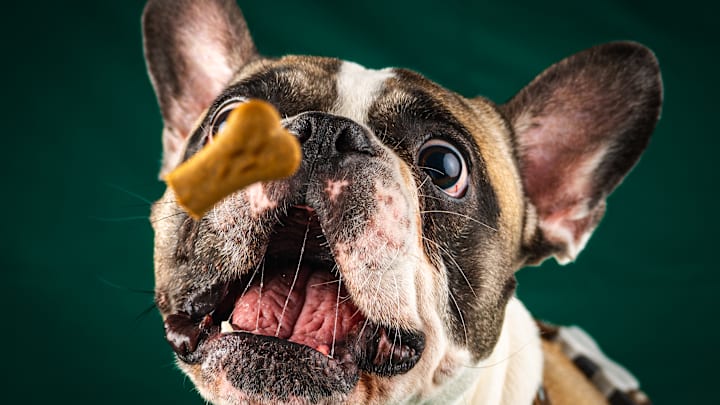 Loyal friends' excitement for treats