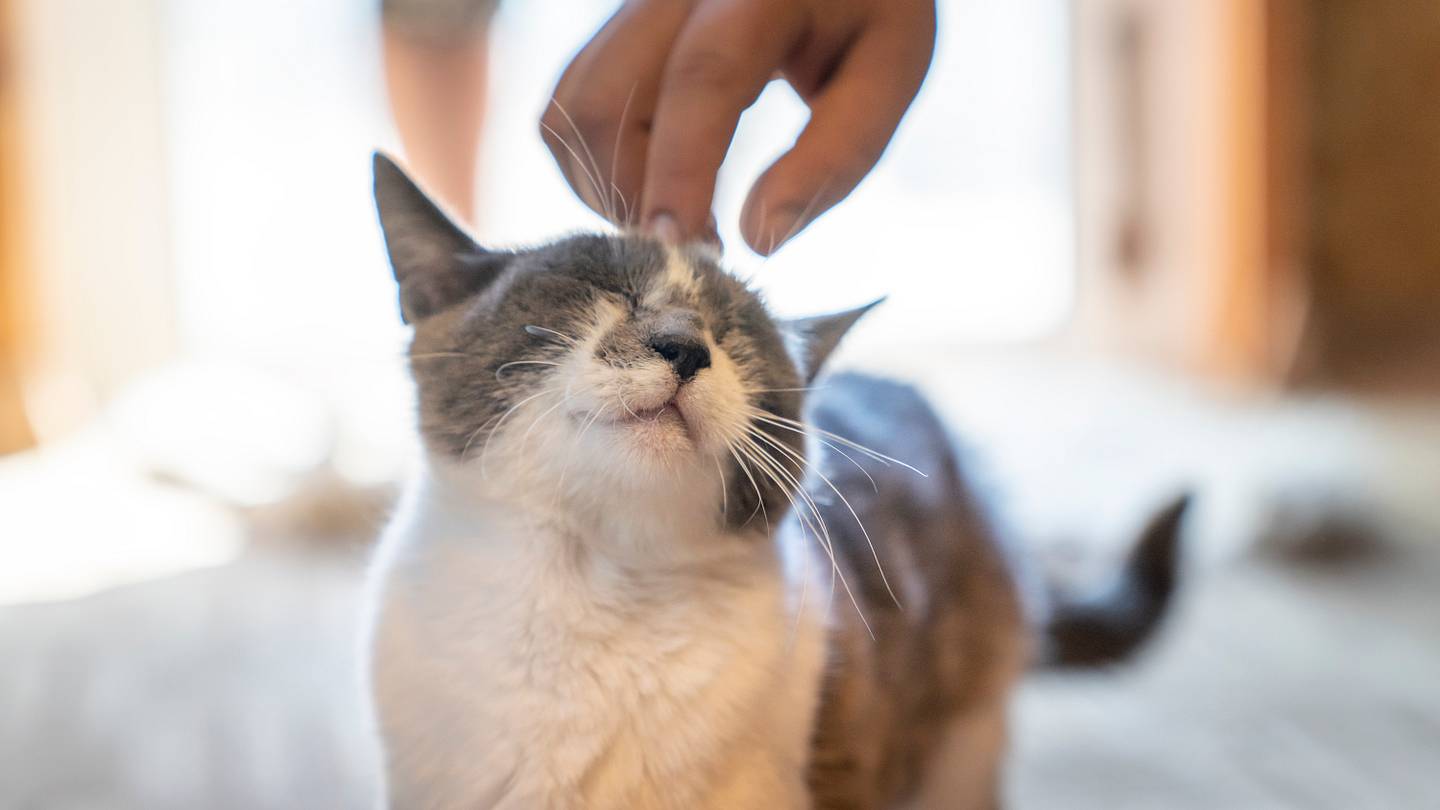 How Do Cats Purr?