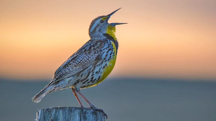 A western meadowlark sings at dawn.