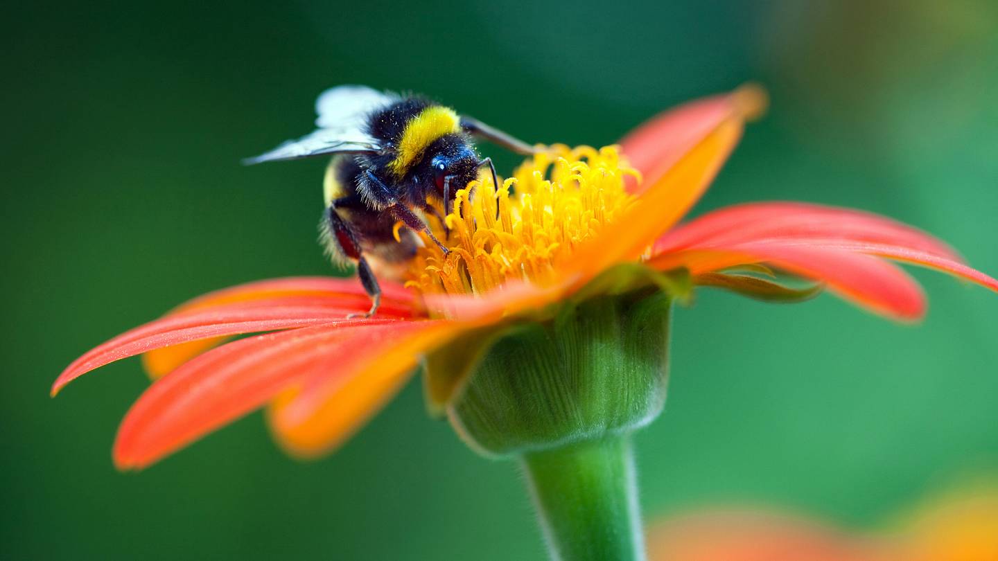 Bees Are Now Legally Fish in CaliforniaâAnd Thatâs Good News for Bees