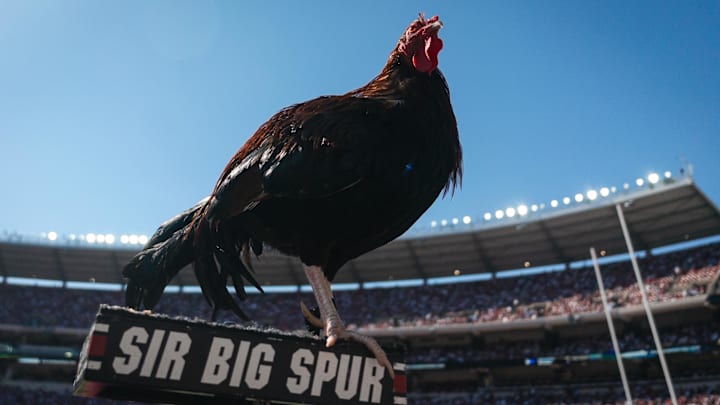 Oct 12, 2024; Tuscaloosa, Alabama, USA; The South Carolina Gamecocks live mascot Sir Big Spur rests on the sideline during the fourth quarter at Bryant-Denny Stadium. Mandatory Credit: Will McLelland-Imagn Images