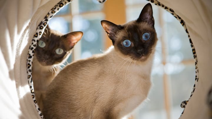 Siamese cats are a beloved breed.