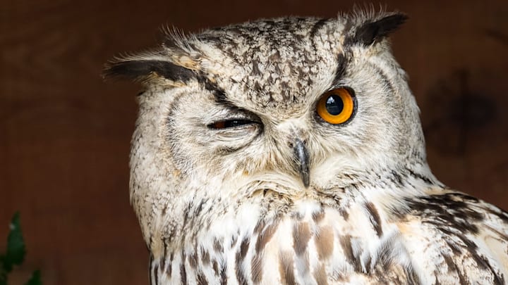 An Indian eagle-owl.