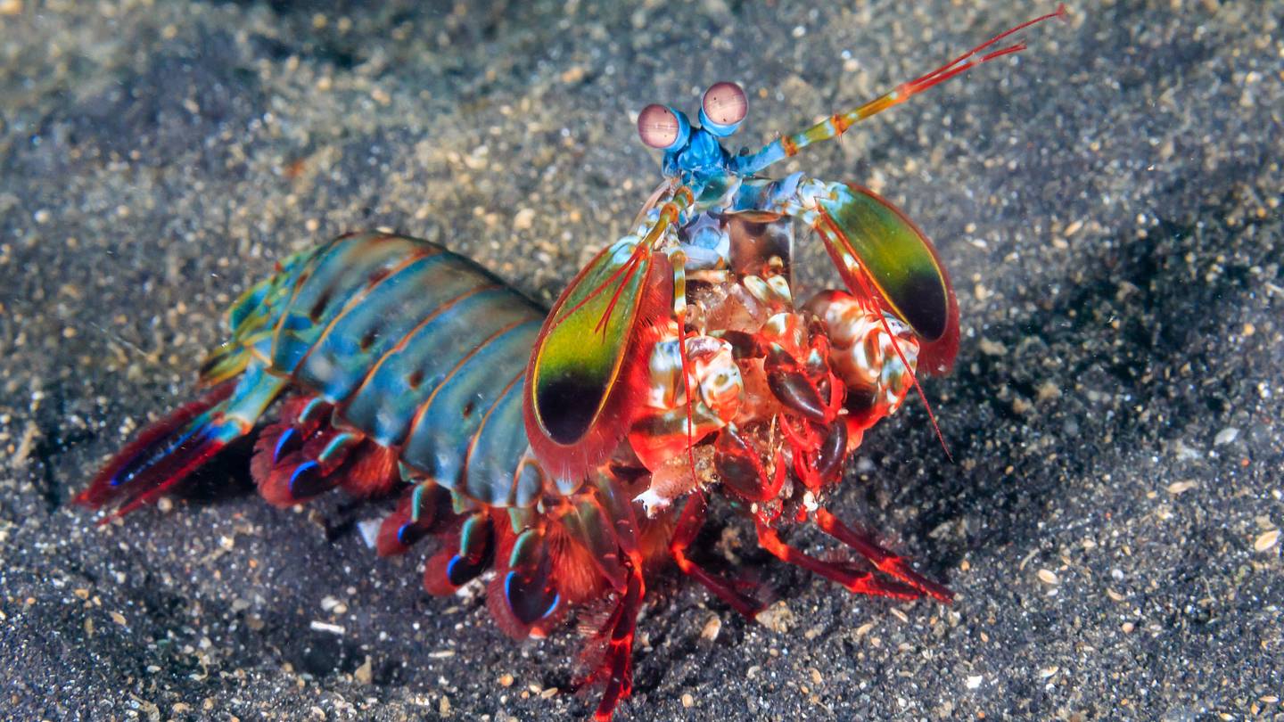 10 Colorful Facts About Mantis Shrimp
