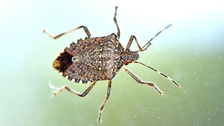 A brown marmorated stink bug.