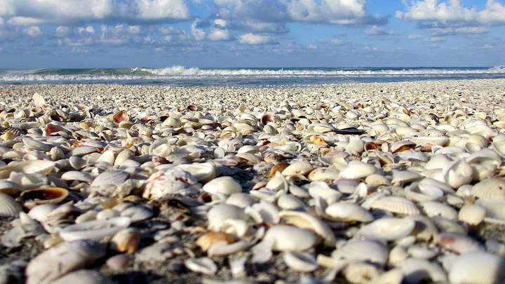A shell filled beach on Sanibel Island, Florida. A shell filled beach on Sanibel Island, Florida.