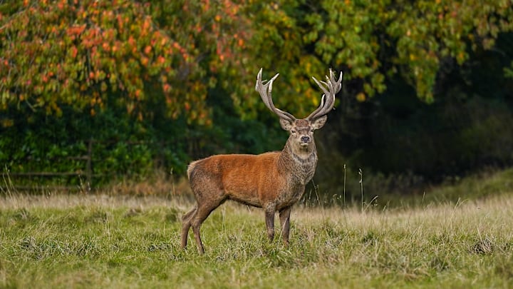 Deer Rut At Raby Castle