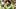 Oregon Ducks quarterback Dante Moore usc trojans college football playoff dan lanning lincoln riley los angeles colisuem Oregon Ducks quarterback Dante Moore usc trojans college football playoff dan lanning lincoln riley los angeles colisuem