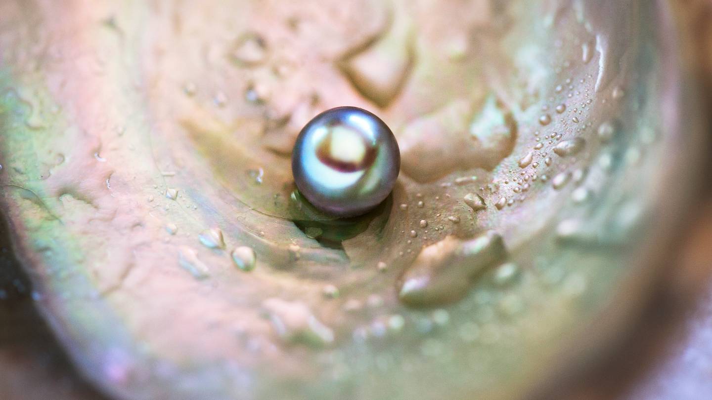 How Do Oysters Make Pearls?