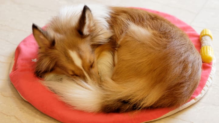 Dogs don’t just curl up because it’s cute.