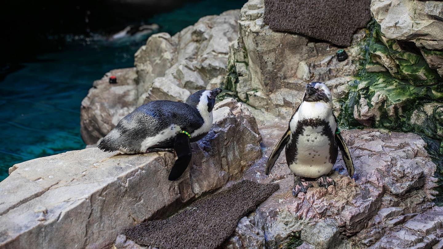Older Penguins Moved to the New England Aquariumâs New âRetirement Islandâ