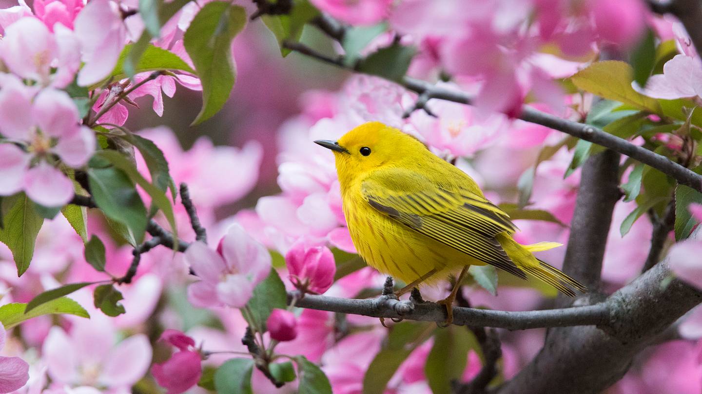 8 Ways to Prevent Birds From Crashing Into Your Windows