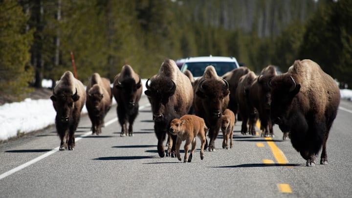 Yellowstone Interior Roads Open-New Park Fees