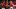 St. Louis Cardinals pitcher Riley O'Brien (61) celebrates with catcher Leo Bernal St. Louis Cardinals pitcher Riley O'Brien (61) celebrates with catcher Leo Bernal