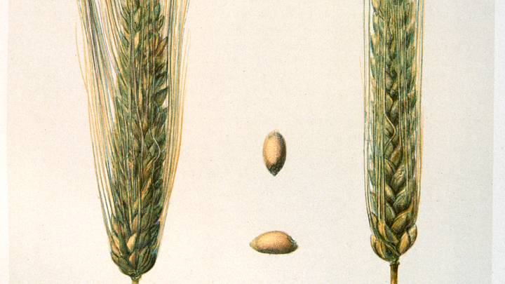 Ears of wheat, c1888. Artist: E Graff Ears of wheat, c1888. Artist: E Graff
