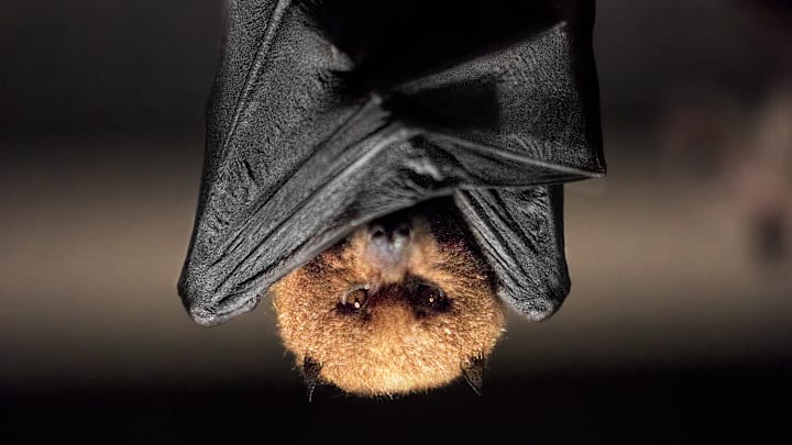 A bat.